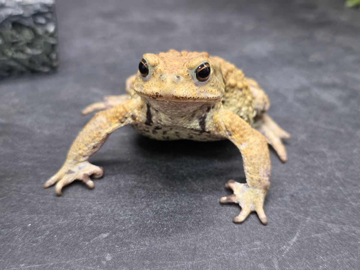 16 ミヤコヒキガエル 7cm オス 大東島産 | ワガママなガマママ