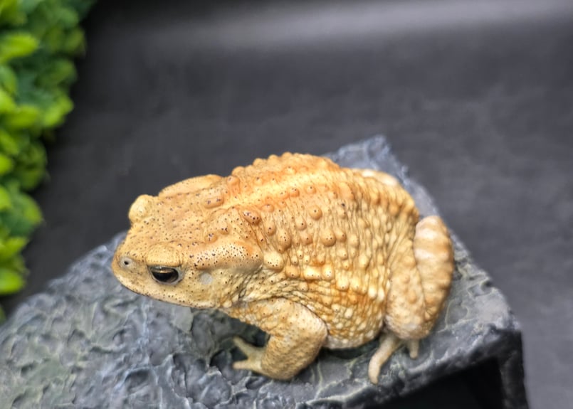 20 ミヤコヒキガエル 7.5cm オス 大東島産 | ワガママなガマママ