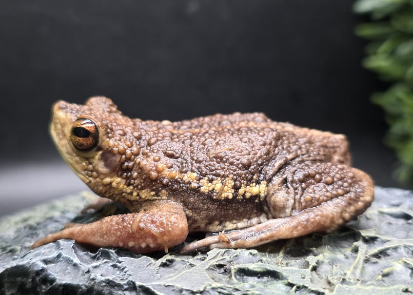 ヒメマスよかえれ! Webike | DAYTONA デイトナ ブレンボ対向2POTキャリパー(69683