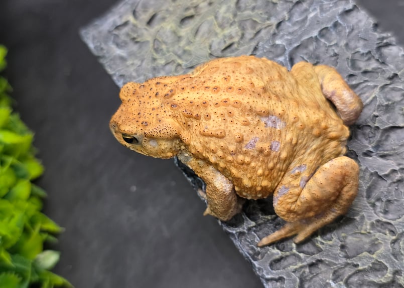 12 ミヤコヒキガエル 6.5cm オス 大東島産 | ワガママなガマママ