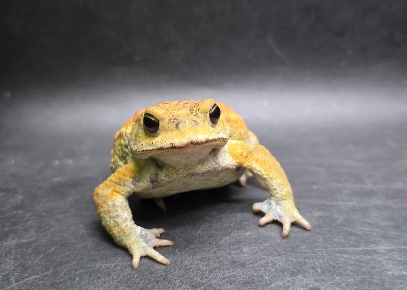 8 ミヤコヒキガエル 7cm オス 大東島産 | ワガママなガマママ
