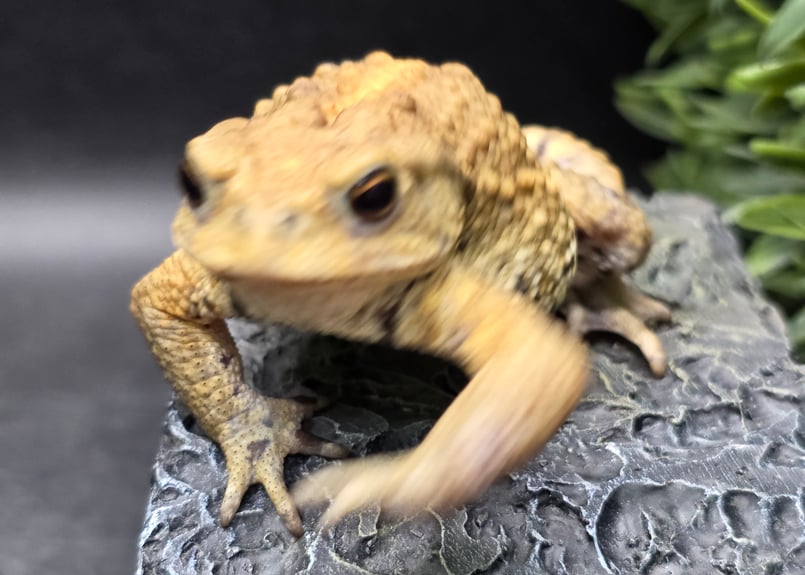 16 ミヤコヒキガエル 7cm オス 大東島産 | ワガママなガマママ