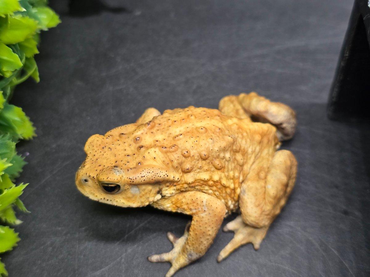 3 ミヤコヒキガエル 6.5cm 俊敏な動きのオス 大東島産 | ワガママな