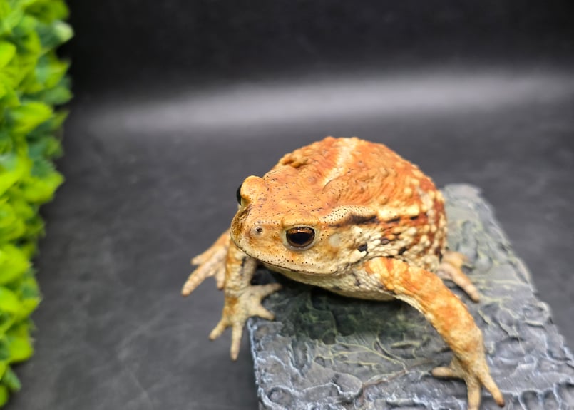 3 ミヤコヒキガエル 8cm メス 大東島産 | ワガママなガマママ