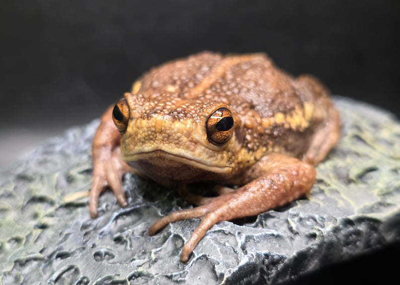 ☆ ヨリハナガマ(ミズヒキガエル) メス約7cm WC | ワガママなガマママ