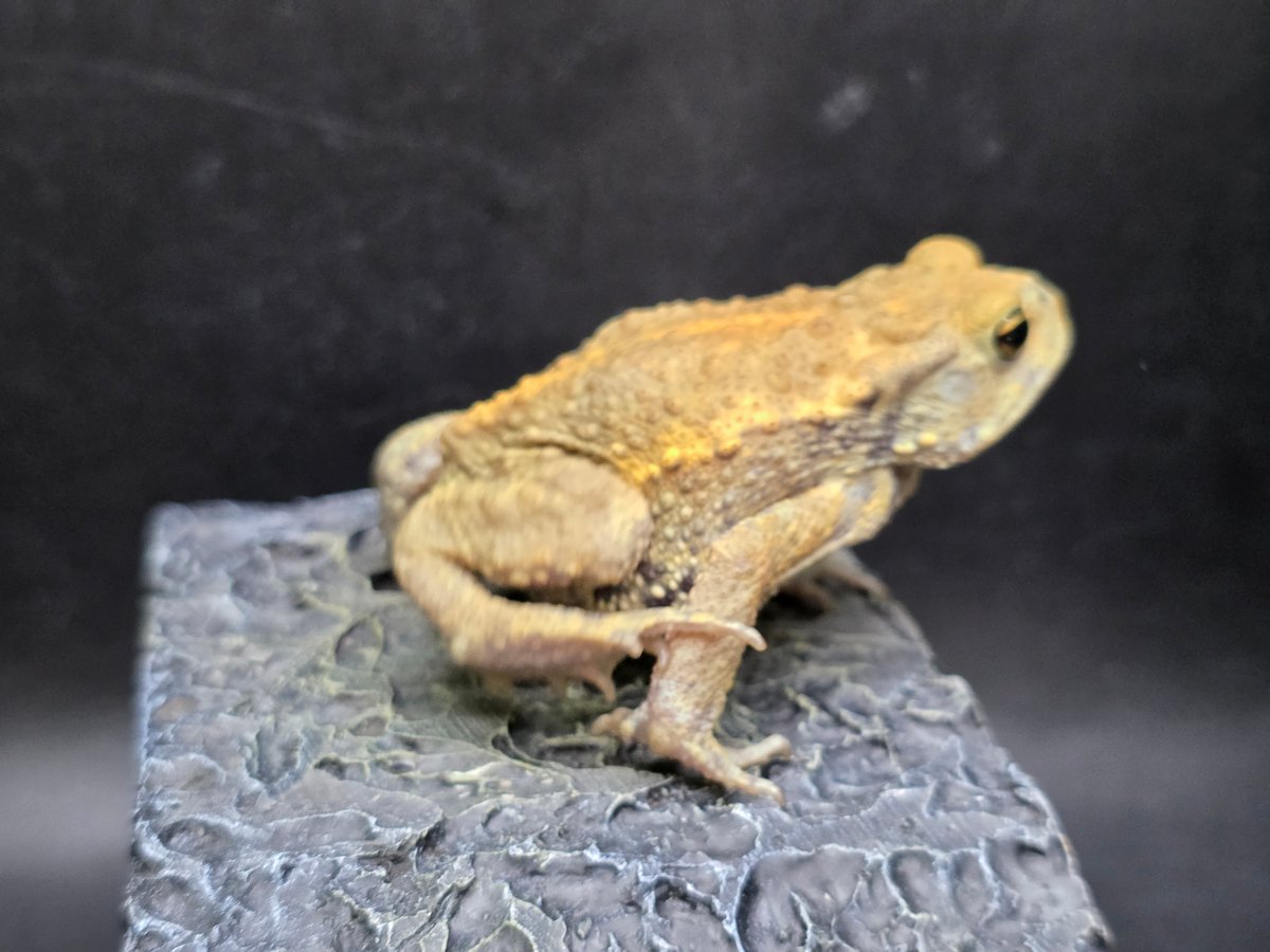 17 ミヤコヒキガエル 6cm 大東島産 | ワガママなガマママ