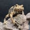 ●#7 アズマヒキガエル 6.5cm