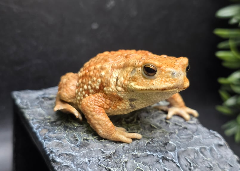 2 ミヤコヒキガエル 7cm お行儀のいいメス 大東島産 | ワガママなガマママ