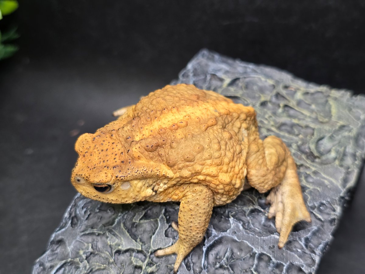 ミカーレミカーレ　カエル付き 10 ミヤコヒキガエル 6.5cm オス 大東島産 | ワガママなガマママ