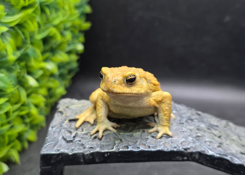 3 ミヤコヒキガエル 6.5cm オス 大東島産 | ワガママなガマママ