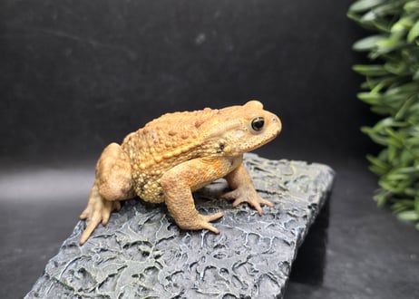 ワガママなガマママ