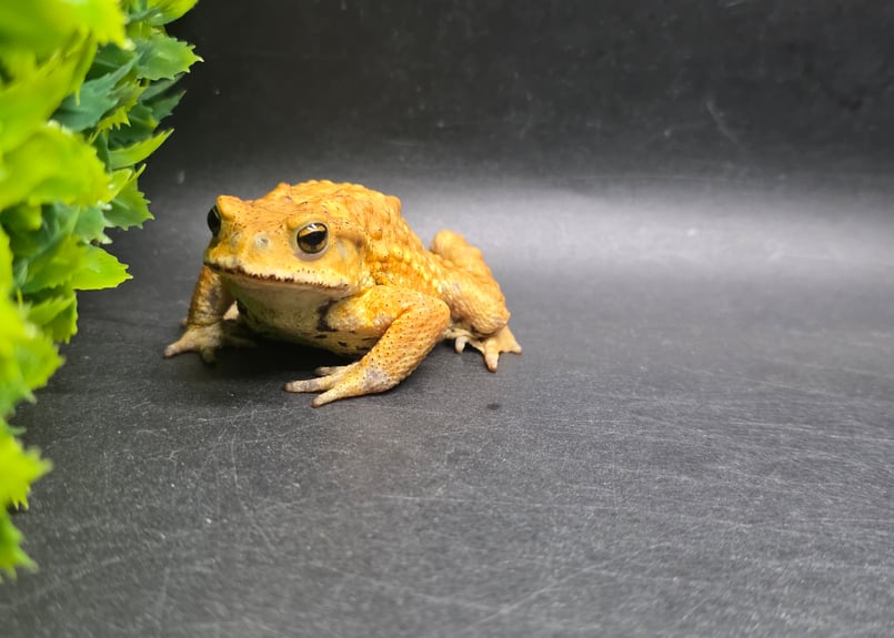 3 ミヤコヒキガエル 6.5cm 俊敏な動きのオス 大東島産 | ワガママな