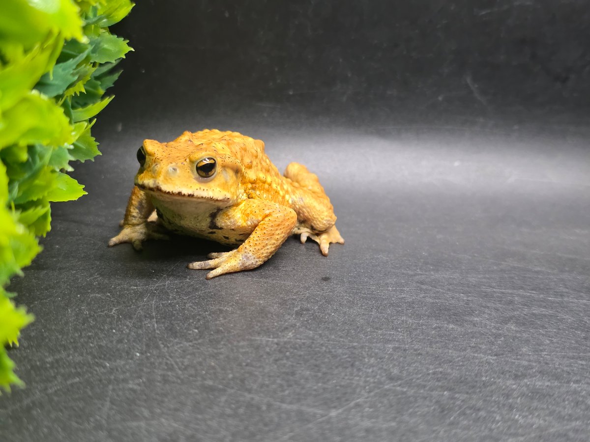 3 ミヤコヒキガエル 6.5cm 俊敏な動きのオス 大東島産 | ワガママな