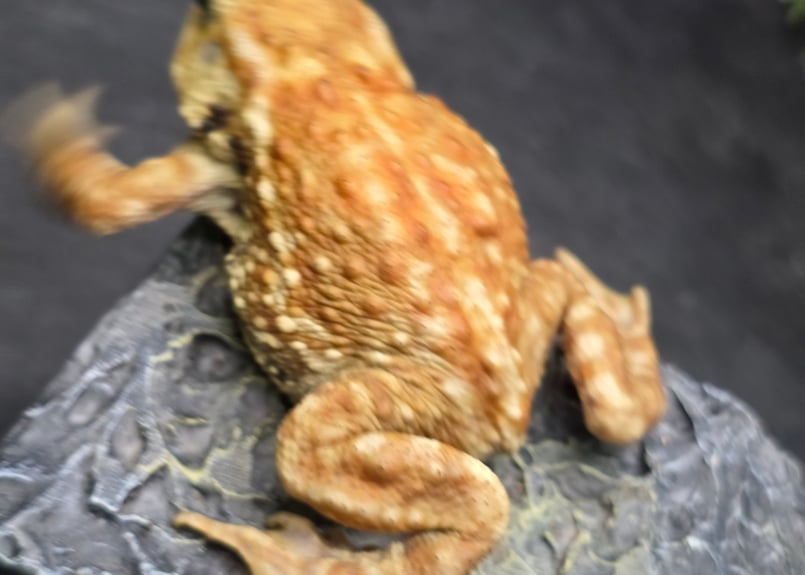 17 ミヤコヒキガエル 7cm メス 大東島産 | ワガママなガマママ