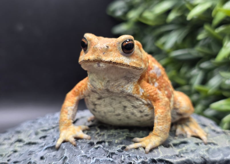 ミヤコヒキガエル　１０匹 10 ミヤコヒキガエル 7.5cm メス 大東島産 | ワガママなガマママ