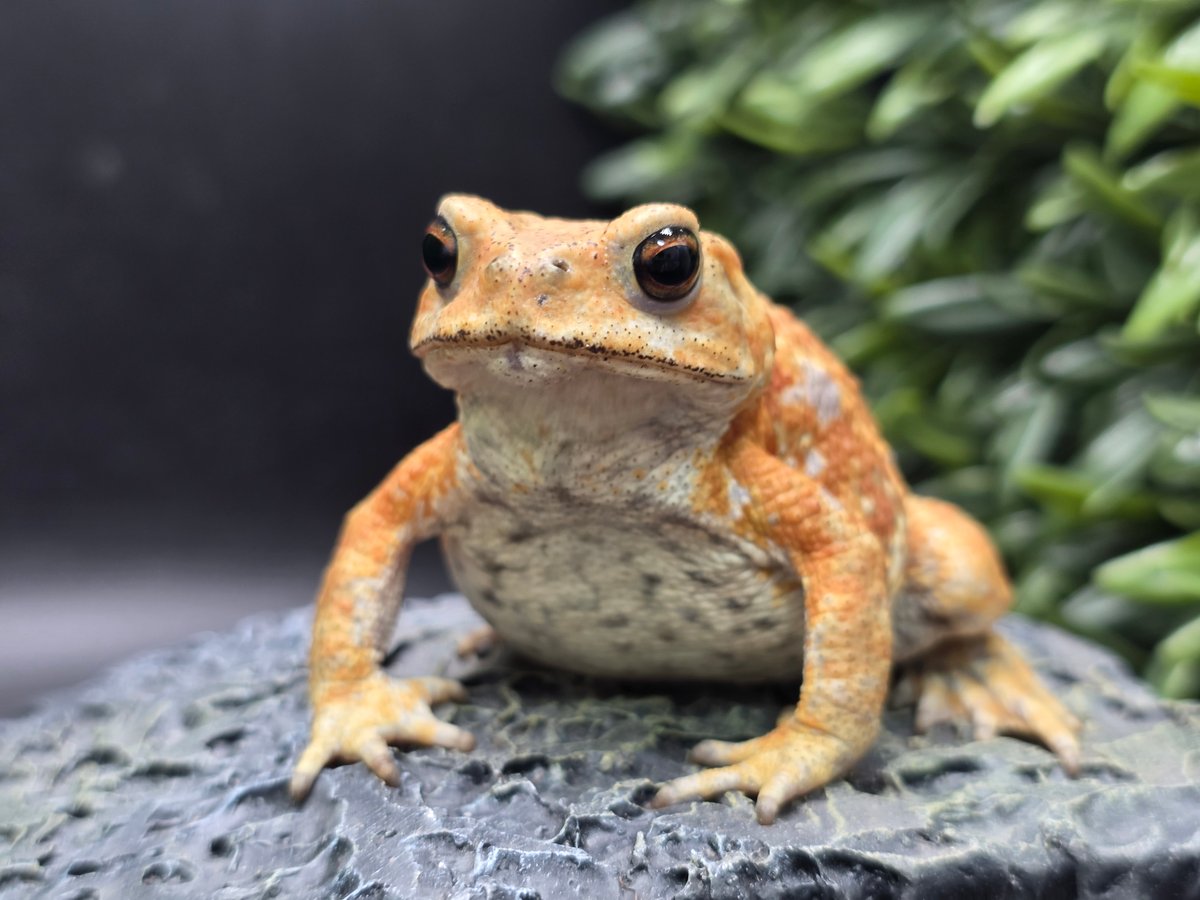 10 ミヤコヒキガエル 7.5cm メス 大東島産 | ワガママなガマママ