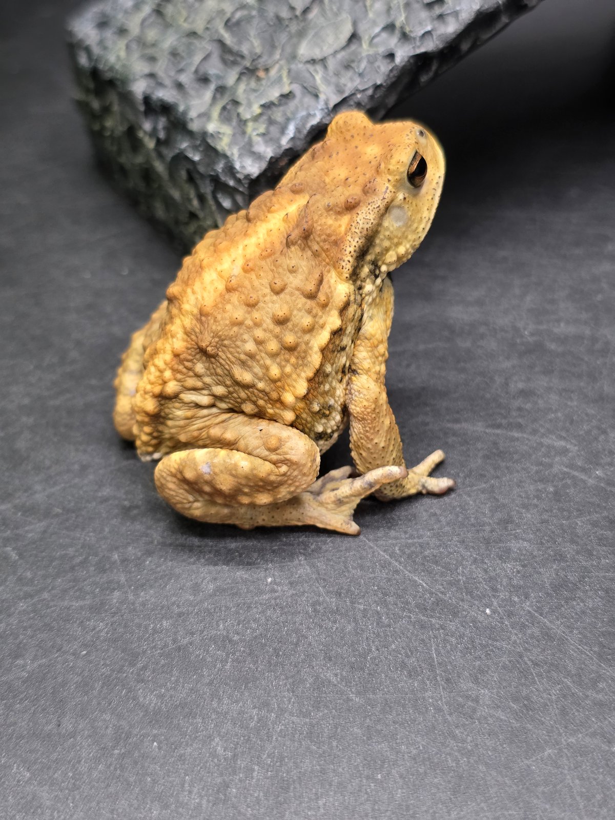 11 ミヤコヒキガエル 6.5cm ランニング模様のオス 大東島産 | ワガママ