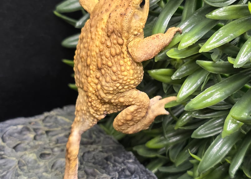 8 ミヤコヒキガエル 6cm 仕草が可愛すぎるオス 大東島産 | ワガママな