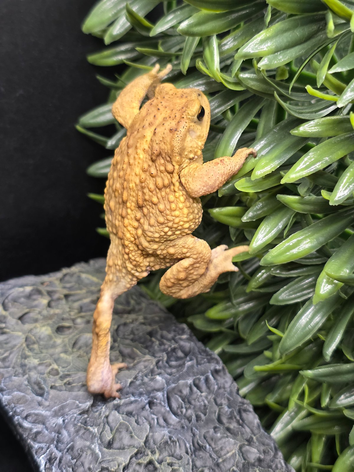 【中古】【希少】コケロミン　アマガエル 珍！黄色のアマガエル | キョロロ通信(公式ブログ）