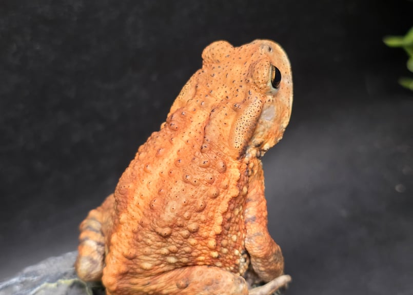 12 ミヤコヒキガエル 6.5cm メス 大東島産 | ワガママなガマママ