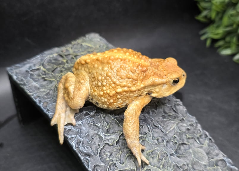 12 ミヤコヒキガエル 7cm 手足むちむちオス 大東島産 | ワガママなガマママ