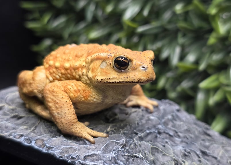 2 ミヤコヒキガエル 7cm オス 大東島産 | ワガママなガマママ