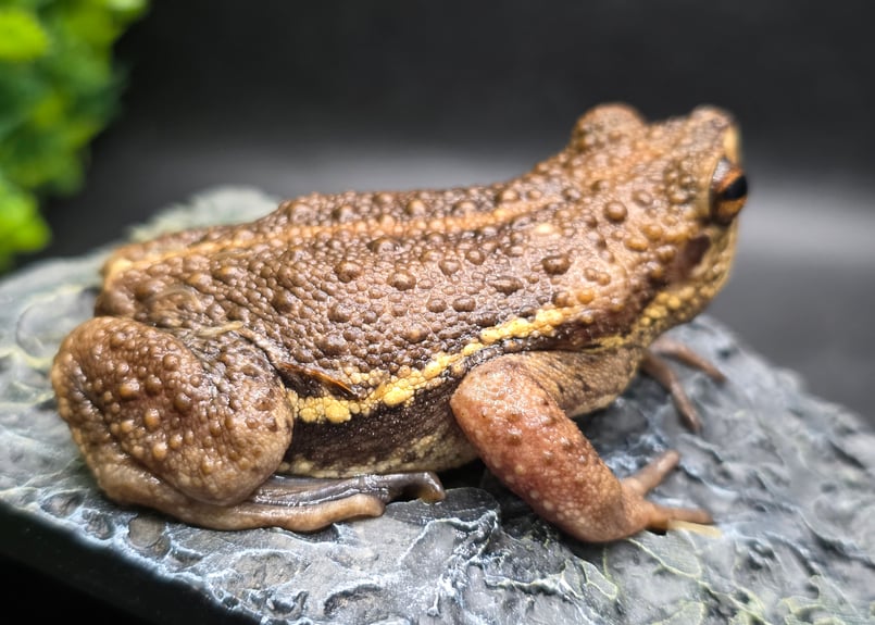 ヒメマスよかえれ! Amazon | デイトナ(Daytona) ブレンボ対向2POTキャリパー 69683