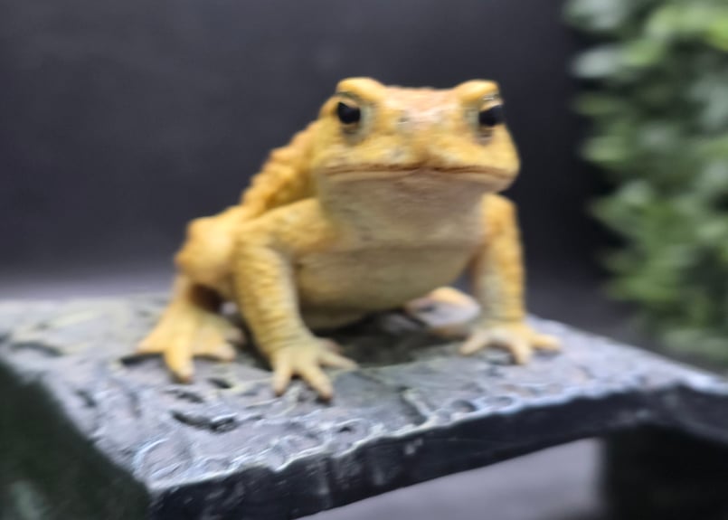 3 ミヤコヒキガエル 6.5cm オス 大東島産 | ワガママなガマママ