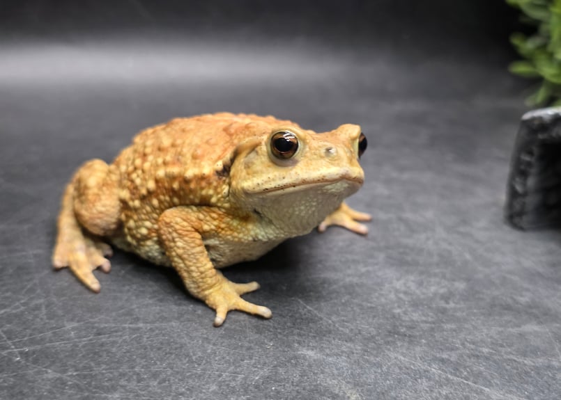 9 ミヤコヒキガエル 8cm メス 大東島産 | ワガママなガマママ