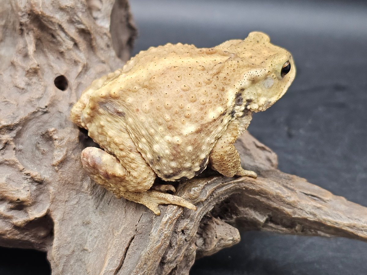 31 ミヤコヒキガエル 6.5cm メス 大東島産 | ワガママなガマママ