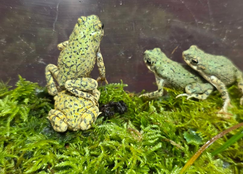 フカミドリカエルページ エジプトミドリヒキガエル 1匹 | まるころ商店〜まるくて