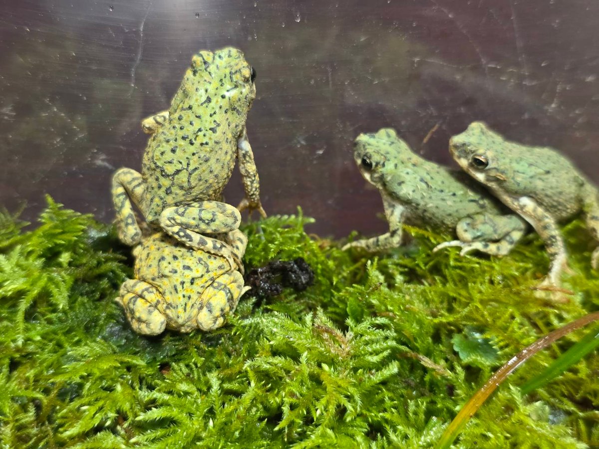 フカミドリカエルページ エジプトミドリヒキガエル 1匹 | ペットレーダー