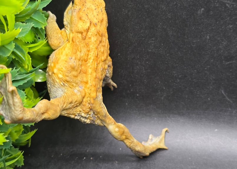 8 ミヤコヒキガエル 7cm オス 大東島産 | ワガママなガマママ