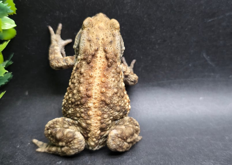 17 ミヤコヒキガエル 7cm メス 大東島産 | ワガママなガマママ