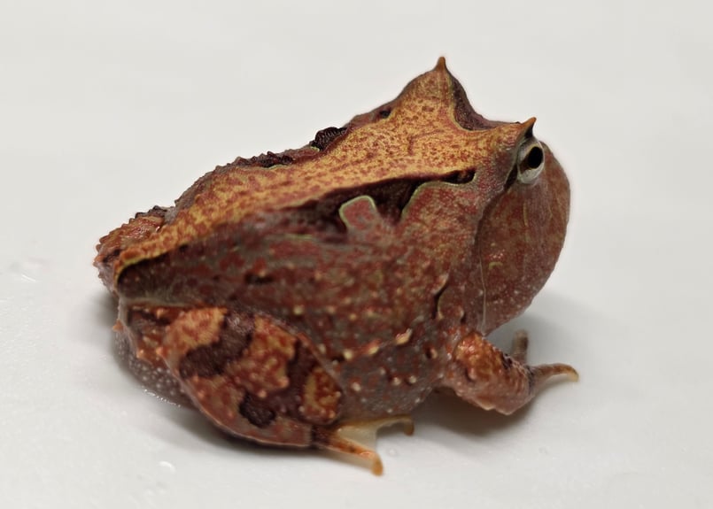 ☆#2 アマゾンツノガエル CB 約4cm 1匹 | ワガママなガマママ