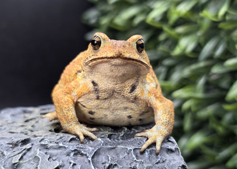 10 ミヤコヒキガエル 7cm 目がキレイなオス 大東島産 | ワガママなガマママ
