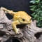 #2 ミヤコヒキガエル 7.5cm オス 大東島産