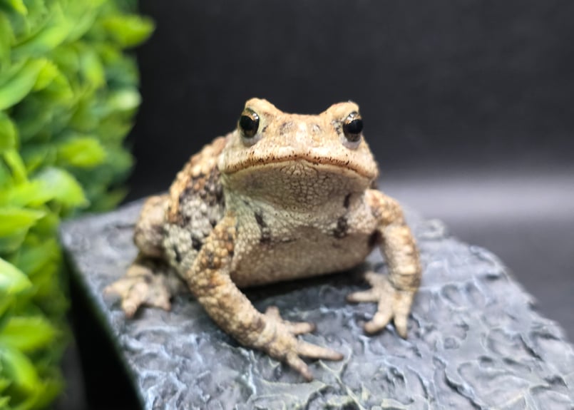 17 ミヤコヒキガエル 7cm メス 大東島産 | ワガママなガマママ