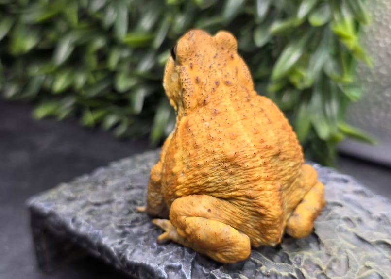10 ミヤコヒキガエル 7cm 目がキレイなオス 大東島産 | ワガママなガマママ