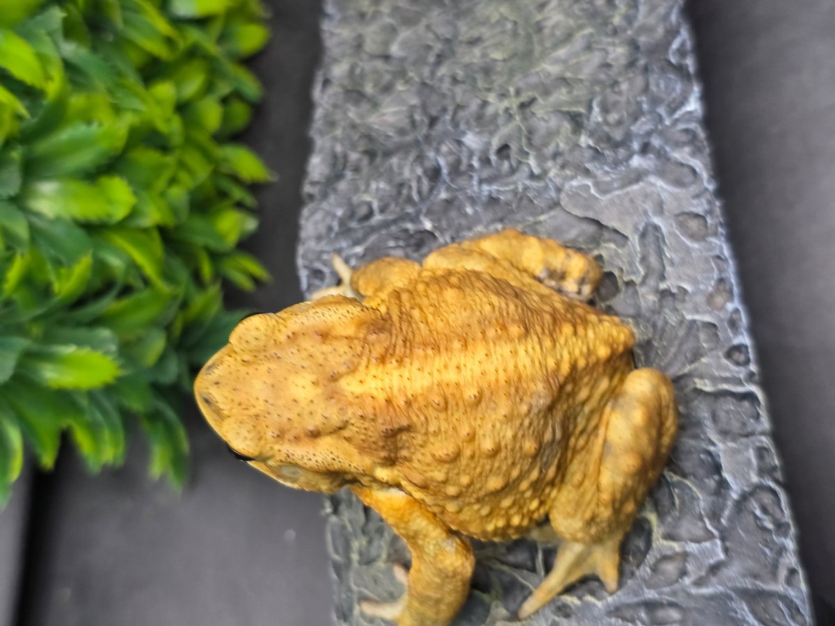 12 ミヤコヒキガエル 7cm オス 大東島産 | ワガママなガマママ