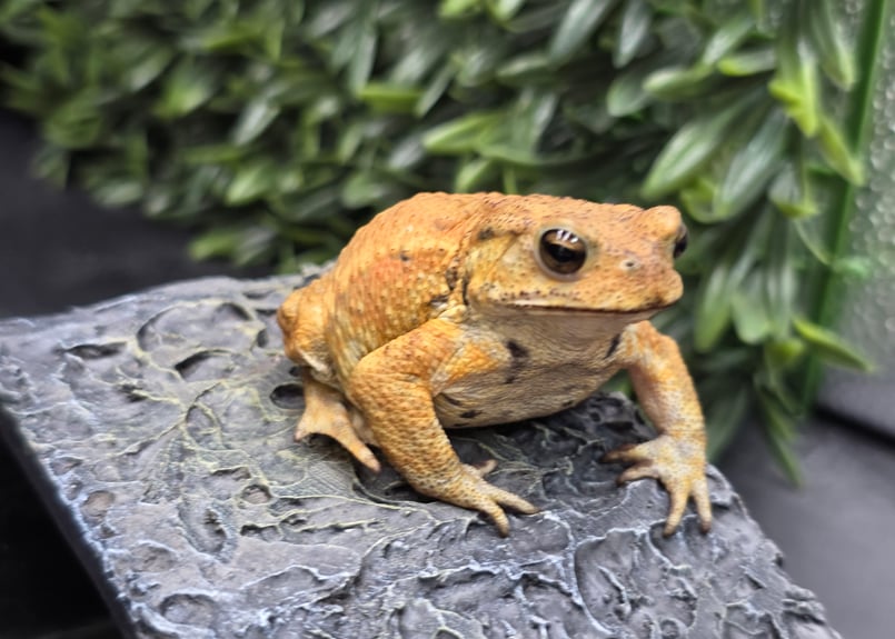 ミヤコヒキガエル　１０匹 10 ミヤコヒキガエル 7cm 目がキレイなオス 大東島産 | ワガママなガマママ