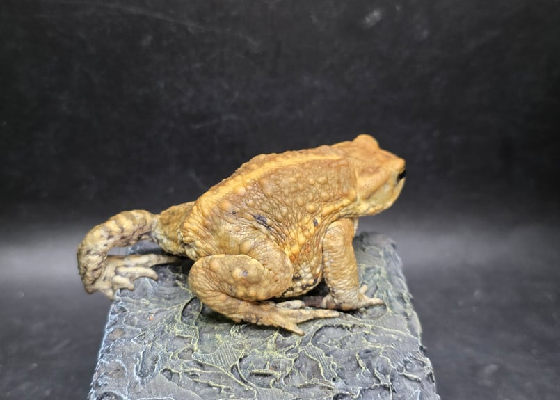 8 ミヤコヒキガエル 7cm 地味に見えるけど明るい性格のオス 大東島産