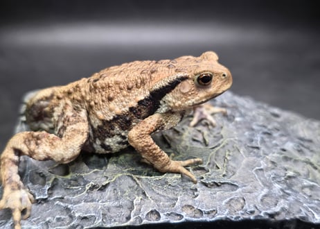 ●#3  アズマヒキガエル　5.5cm