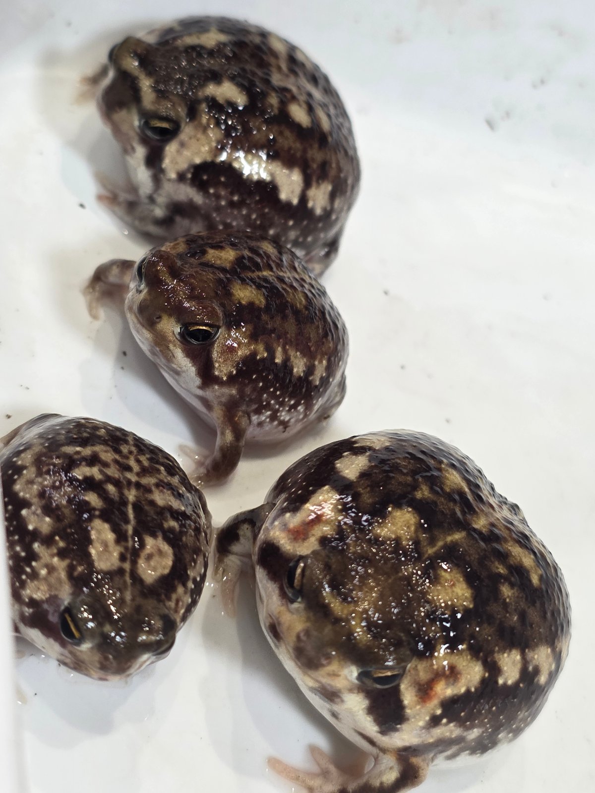 即決 1匹 アメフクラガエル 約2～4cm± 雌雄判別 ※九州地方、沖縄県 