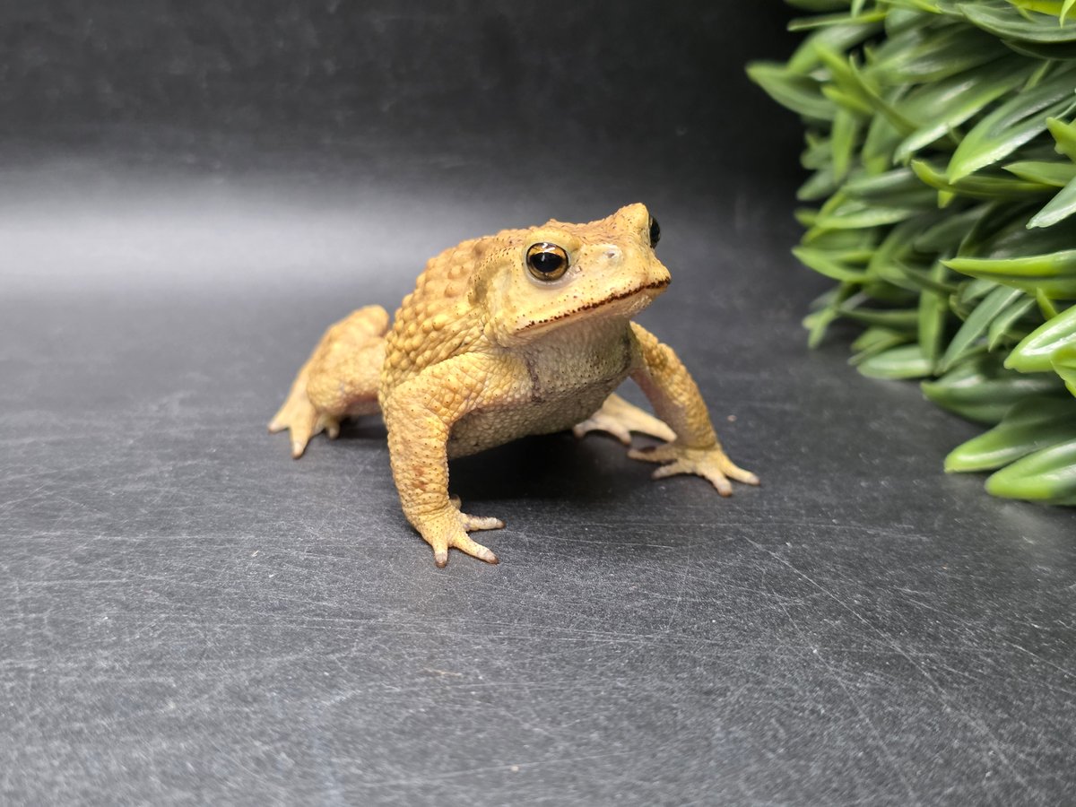 更新しました！！【レア】送料込☆えいちのみず・ワカガエル 8 ミヤコヒキガエル 6cm 仕草が可愛すぎるオス 大東島産 | ワガママな