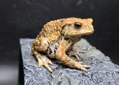 10 ミヤコヒキガエル 7cm 目がキレイなオス 大東島産 | ワガママなガマママ