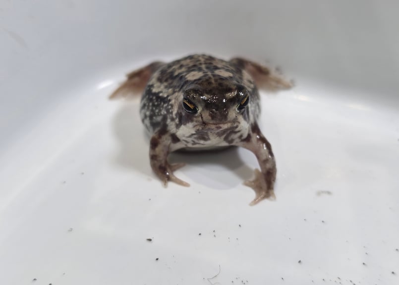 即決 1匹 アメフクラガエル 約2～4cm± 雌雄判別 ※九州地方、沖縄県 