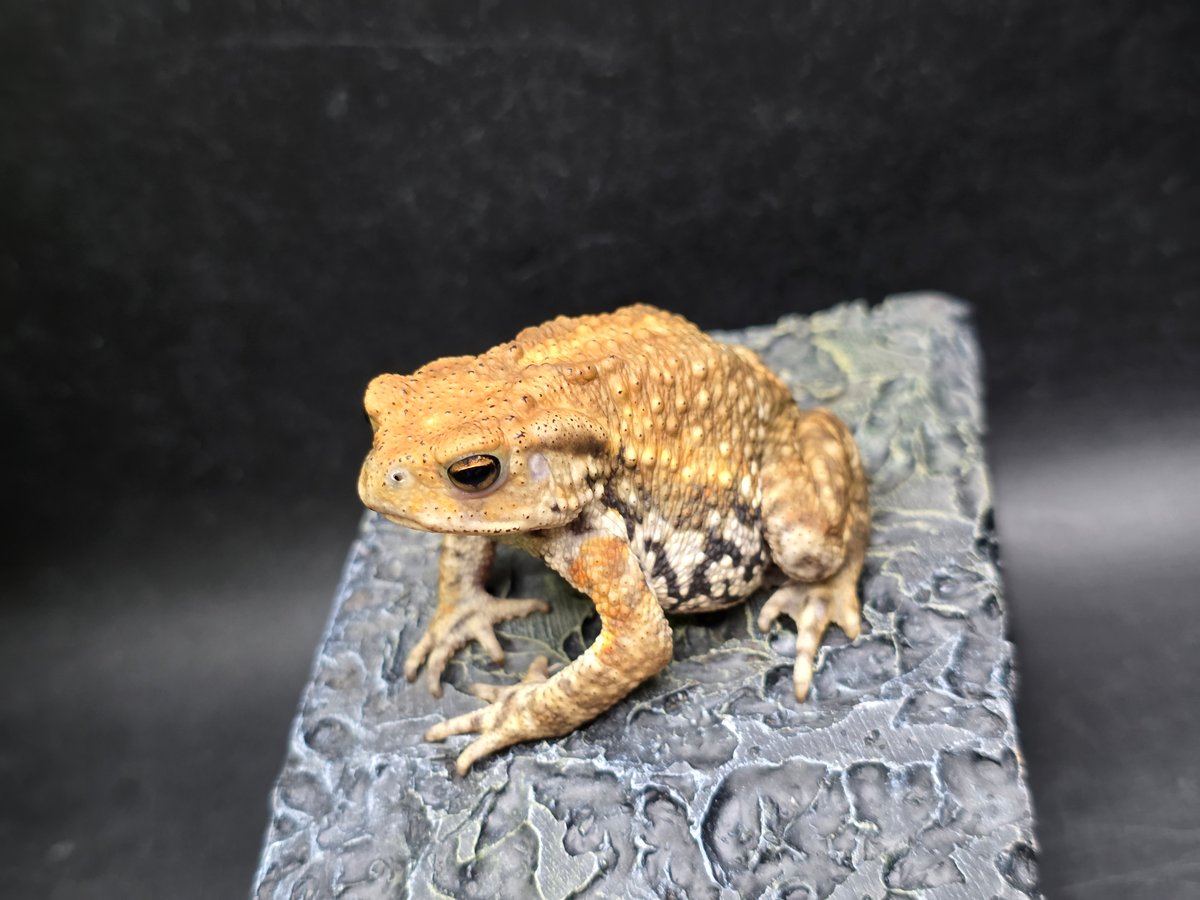 10 ミヤコヒキガエル 6cm 唇の形に特徴ある子 大東島産 | ワガママな