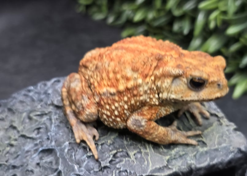 10 ミヤコヒキガエル 8cm メス 大東島産 | ワガママなガマママ