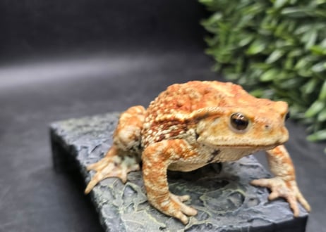 ワガママなガマママ